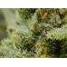 Rhino Ryder Auto - FastBuds